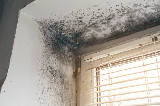 Affordable Basement Mold Removal solutions in Hyattsville, MD